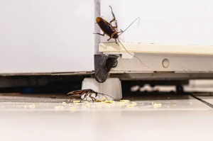 Why You Should Not Ignore Pest Management In Your Office?